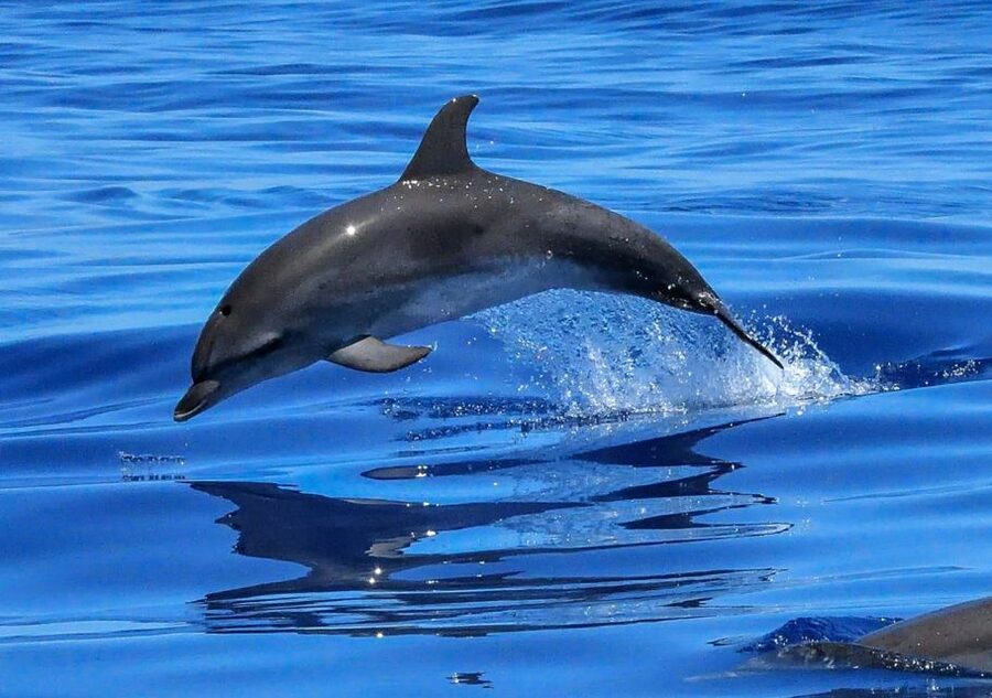 Lisbon: Tagus River Cruise to the Ocean & Dolphin Watching - The beaches from Santo Amaro to Caxias