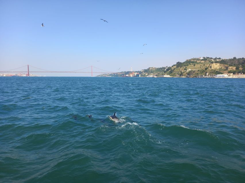 Lisbon: Tagus River Cruise to the Ocean & Dolphin Watching - What dolphin watching is really like