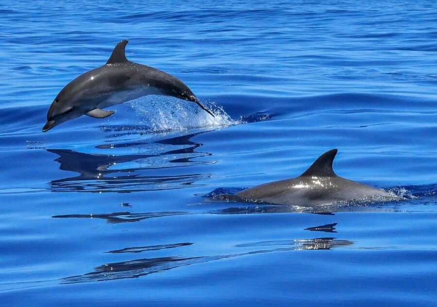 Lisbon: Tagus River Cruise to the Ocean & Dolphin Watching - Commerce Square and the lower Tagus