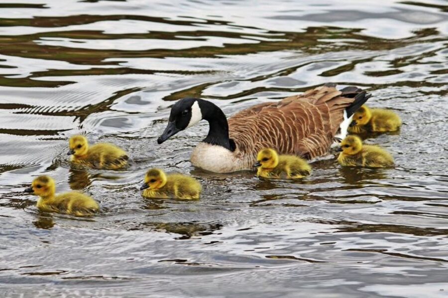 London: Hampton Court to Richmond River Thames Cruise - Key Points Before You Book
