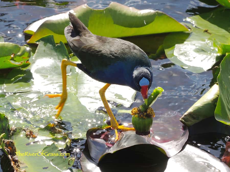 Miami: Everglades River of Grass Small Airboat Wildlife Tour - Key points before you book