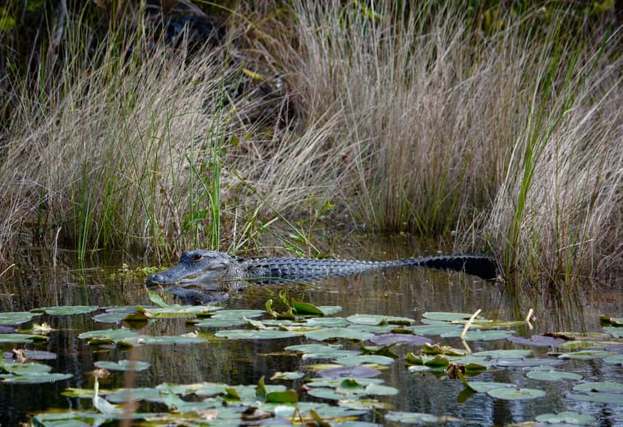 Miami: Everglades River of Grass Small Airboat Wildlife Tour - Boarding the custom small airboat