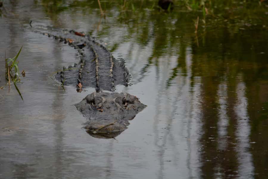Miami: Everglades River of Grass Small Airboat Wildlife Tour - Is $750 good value for two hours?