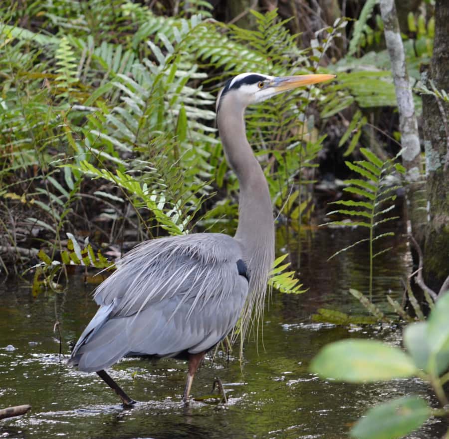 Miami: Everglades River of Grass Small Airboat Wildlife Tour - Timing, cancellations, and practical planning