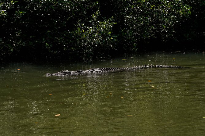 Morning Daintree Tour with River Cruise from Port Douglas - Mossman Gorge, a short walk with a possible swim