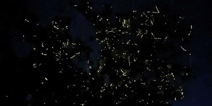 Shared Firefly Watching Cruise on Bohol’s Scenic Loboc River - A quiet night on the Loboc River