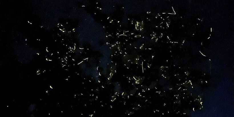 Shared Firefly Watching Cruise on Bohol’s Scenic Loboc River - Is $32 a good price?