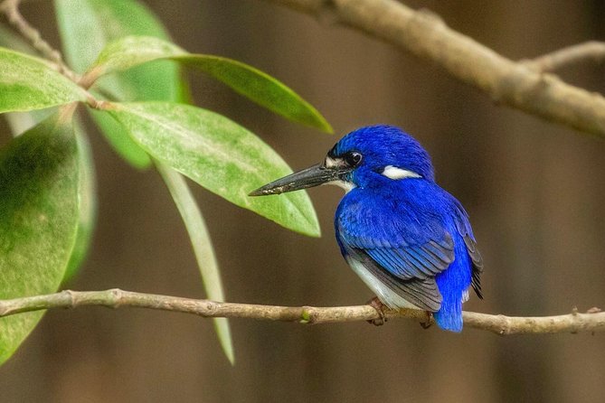 Solar Whisper Daintree River Crocodile and Wildlife Cruise - Guides, screens, and local wildlife knowledge