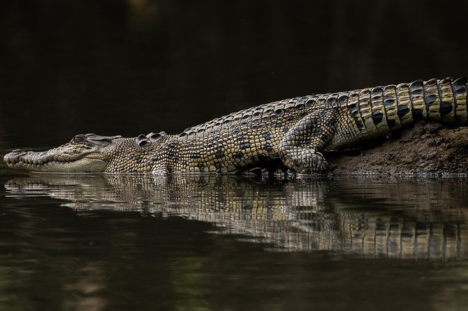 Solar Whisper Daintree River Crocodile and Wildlife Cruise - What happens when the crocodiles do not cooperate