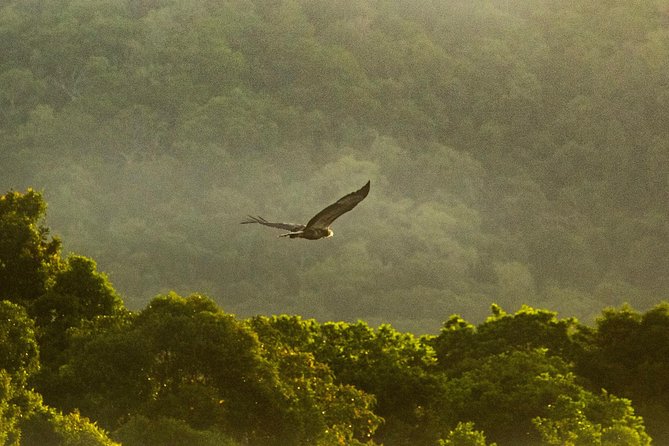 Solar Whisper Daintree River Crocodile and Wildlife Cruise - Price, group size, and what you receive