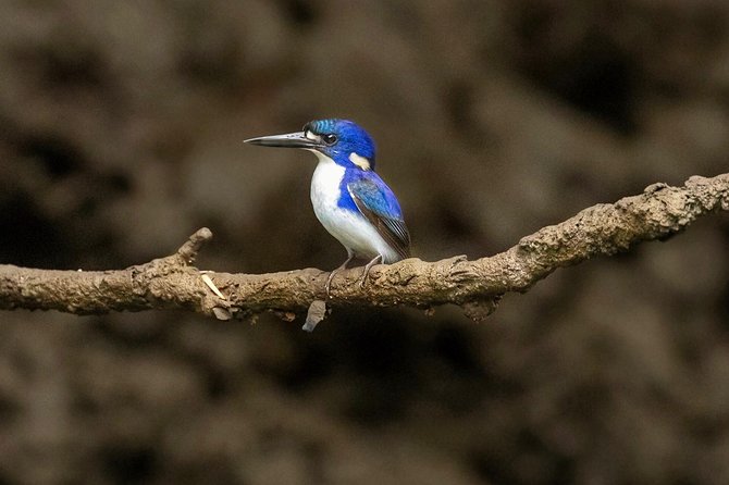 Solar Whisper Daintree River Crocodile and Wildlife Cruise - Who will enjoy this cruise most