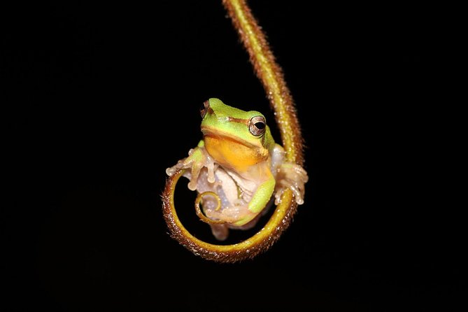 Solar Whisper Daintree River Crocodile and Wildlife Cruise - Practical details for a smoother visit