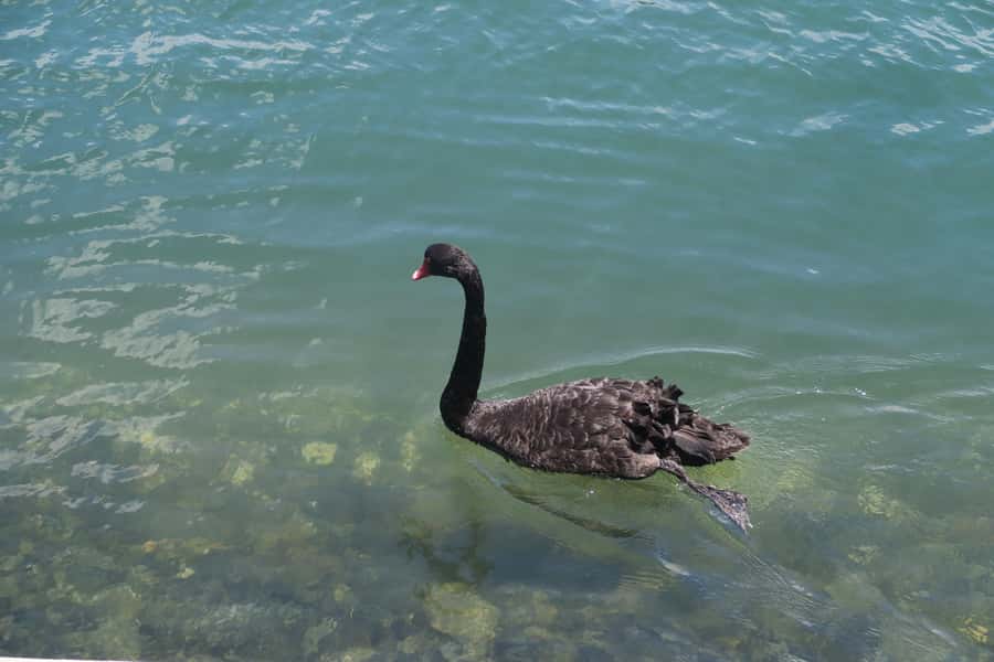 Surfers Paradise: Sightseeing Midday River and Canal Cruise - Who should book this cruise?